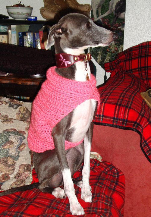 Georgia wearing her new Celtichound burgundy dragonfly collar